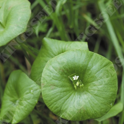 Picture of Organic Claytonia